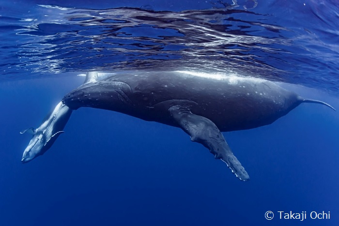 タヒチイチでは7～11月、ホエールウオッチやホエールスイムが可能です