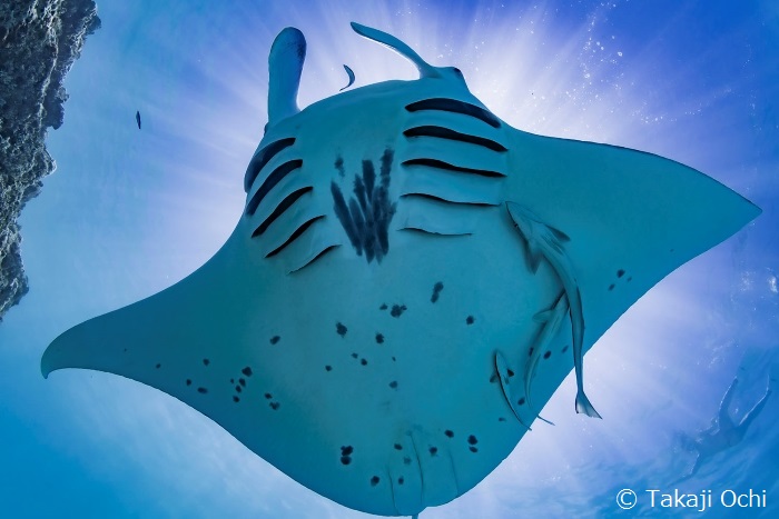 ゲスト５名集めてタヒチに行こう！