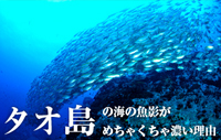 タオ島の海の魚影がめちゃくちゃ濃い理由