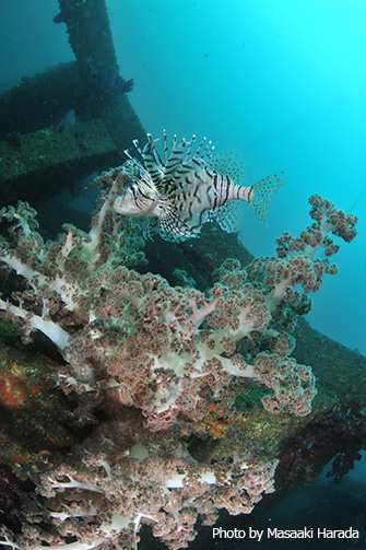 魚礁についたソフトコーラルに身を寄せるミノカサゴ