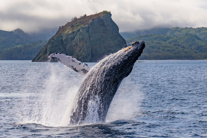 冬になるとザトウクジラの雄大な姿も見られる小笠原