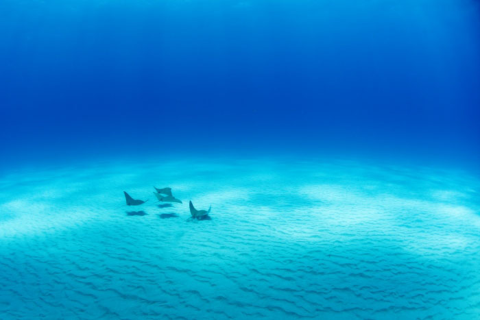 真っ白な砂の海底にウシバナトビエイが4尾。幸せで平穏な光景