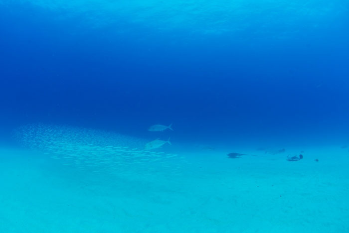 白い砂地と青い海に擬態しているような、ミナミイカナゴは群れで行動