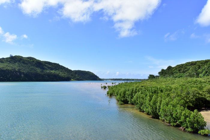 茨沖縄県最長の河川、浦内川の河口。マングローブが群生しています