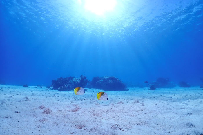 浅瀬に広がる真っ白な砂地をペアで泳ぐトゲチョウチョウウオ