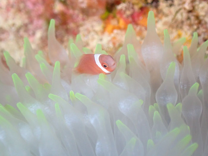 ハマクマノミの子どもをはじめ、かわいい魚もいっぱい