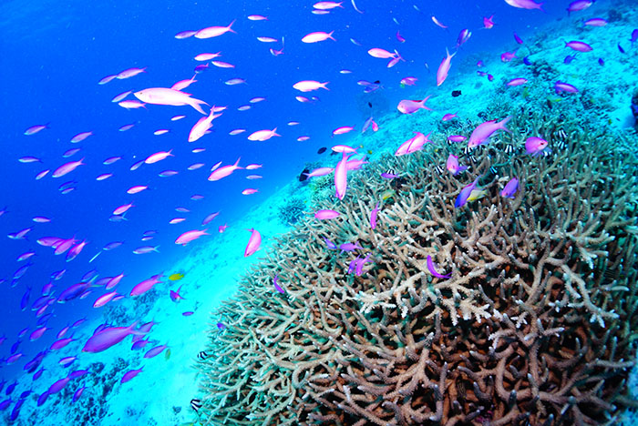 白砂が広がる海底に広がる枝状サンゴにパープルのハナゴイが乱舞するスポット「ウルノサチ」