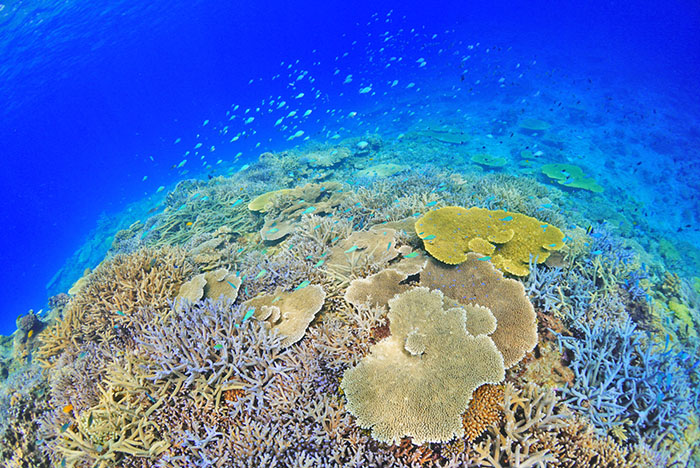 どこまでも美しいサンゴ礁が続きます