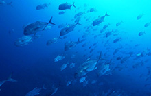 パラオをおいしい空気でダイビング