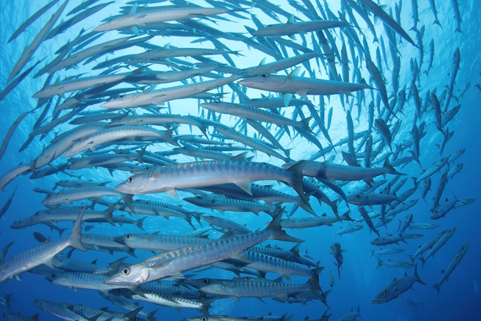 パラオといえば、この大型のブラックフィンバラクーダのトルネードが見もの！
