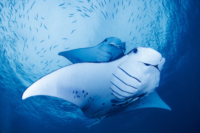 ゲメリスエリアの「ジャーマンチャネル」では捕食マンタ狙いも！