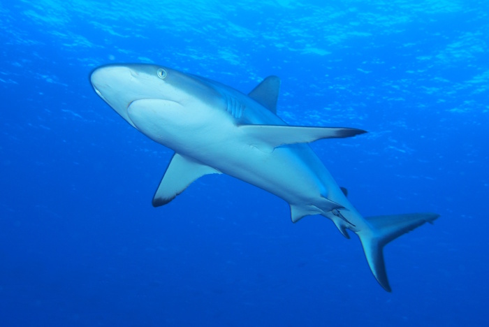 オグロメジロザメもすぐ目の前に登場！