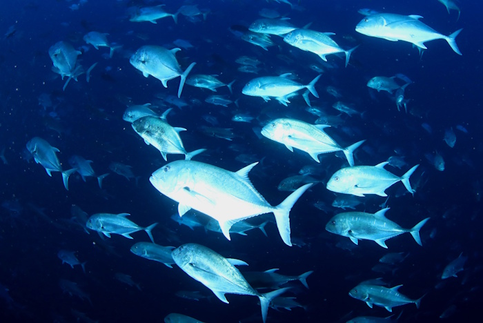 すさまじいばかりのロウニンアジの大群。群れるだけでも珍しいのに、その群れの数にびっくり！