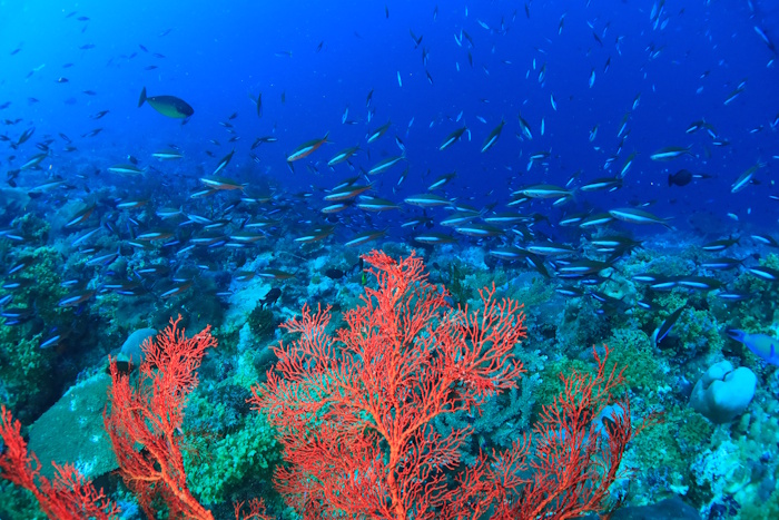 コロールから近いところでも約350km、最南端のヘレンリーフは約600kmととにかく広大なサウスウエストアイランズを巡ります。透明度も最高クラス！