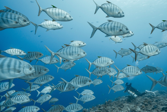 クロヒラアジの群れも必見！