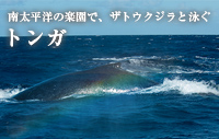 南太平洋の楽園でザトウクジラと泳ぐ【トンガ基本情報】