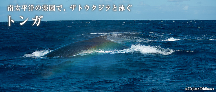 南太平洋の楽園で、ザトウクジラと泳ぐ トンガ