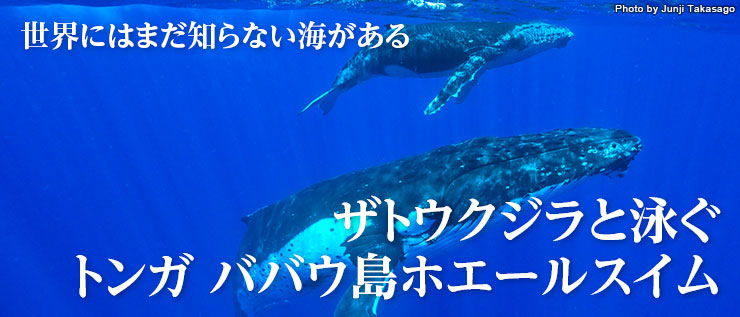 世界にはまだ知らない海がある ザトウクジラと泳ぐ トンガ ババウ島ホエールスイム
