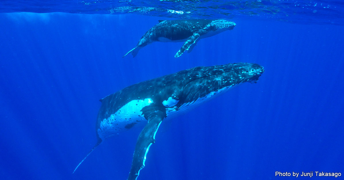 トンガの海でザトウクジラと一緒に泳ぐ トラベル基本情報 トンガ 海外 エリア情報 Marine Diving Web マリンダイビングウェブ