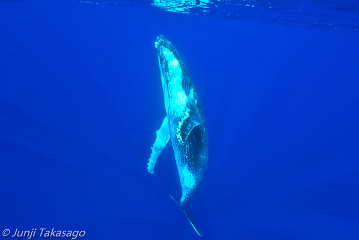 クジラが優雅に目の前に現れたときは、感動の瞬間です