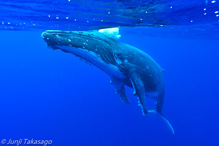 環境保護、生態保護のための規制が世界的に厳しくなっている中で、トンガは間近でクジラと戯れることができる数少ないエリア。大迫力の巨体が目の前に！