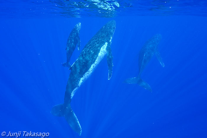 数頭一度に現れることも！　母子クジラにオスクジラが寄り添っていたり、一頭のメスクジラを求めて複数頭のオスが争っていたり。クジラに囲まれる、感動的な体験です