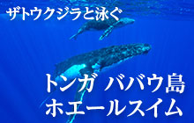 ザトウクジラと泳ぐ　トンガ