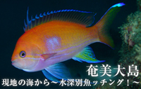 現地の海から～水深別魚ッチング！～　奄美大島