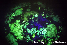 蛍光発光するサンゴ