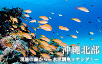 現地の海から～水深別魚ッチング！～　沖縄北部