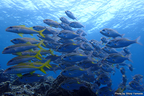 沖縄北部 | 連載：現地の海から〜水深別魚ッチング！〜 | エリア情報 