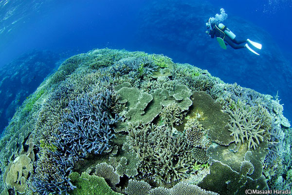 パワフルなサンゴ礁が広がる西表島「ミッドフィールド」（写真／原田雅章）