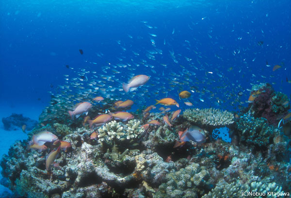 ケラマブルーの海には魚たちのオアシスがいっぱい！「宇論の崎（ウルノサチ）」にて