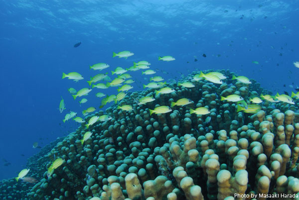 日本最大のラグーン“石西礁湖”には数々のサンゴスポットが。「ジャガイモ」にはその名のとおりジャガイモみたいなコモンシコロサンゴが群生。ヨスジフエダイが海中を彩っている。