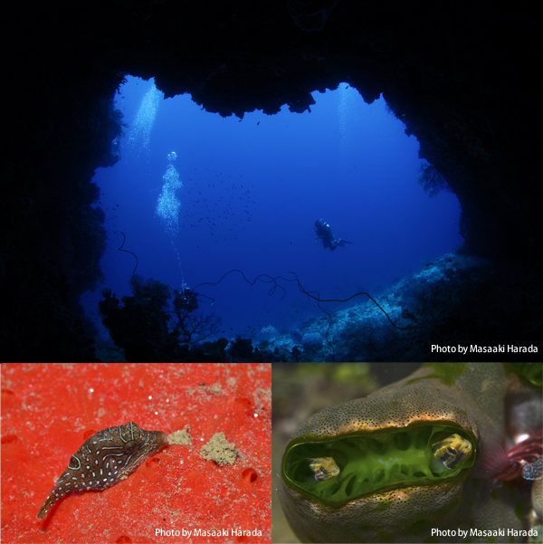 (写真上段) 外洋側は透明度も非常に良く、ブルーの海が果てしなく広がっている。「フクリラポイント」にはこんなケーブもあって、ひときわ青い海を堪能 (写真下段左) ナイトで潜った「リノシティ」。紅いじゅうたんで寝ぼけていたのは、False-eyed pufferfish（別名パプアントビー）と呼ばれるフグの仲間 (写真下段右) 「リノシティ」のホヤで眠っていたヒゲニジギンポ（たぶん）。左右対称になっているのがフォトジェニック！