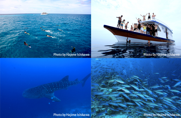 （写真上段左） アリ環礁でジンベエスイムを楽しむダイバーたち。沖に見えるのは「アイランドサファリロイヤル」号 （写真上段右） 「アイランドサファリロイヤル」号のダイビングドーニ。クルーズ船の母船と見間違うような立派な船で、使い勝手も抜群 （写真下段左） モルディブ3大人気の大物の中でも特に人気のジンベエザメ。昔は会えれば超ラッキーだったのだが、今ではほぼ100％の確率で会えるほどになっている （写真下段右） モルディブの魚影の濃さはハンパではない。「アイランドサファリロイヤル」号では今シーズン、バア環礁ルートも登場するが、この時期のバア環礁は魚で視界が見えなくなるほど魚影が濃くなることも！