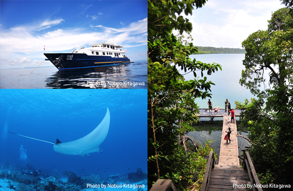 （写真上段左） 期間限定でデラワン・サンガラキクルーズは開催される。日本発着9日間のデラワン・サンガラキのチャータークルーズを開催するWeでおなじみの《ワールドツアープランナーズ》では、8～10月に5回を開催。船は「パヌニーヨット」号 （写真下段左） デラワン・サンガラキクルーズではカリマンタン島（日本ではボルネオ島の名前で知られる）東に浮かぶ4島をめぐる。目玉のひとつ、サンガラキ島では普通のマンタだけじゃなくブラックマンタも狙える （写真右） デラワン・サンガラキクルーズがほかのクルーズと異なるのは、世界でも不思議なジェリーフィッシュレイクのあるカカバン島にも立ち寄れること。幻想的なクラゲスイムも体験できる