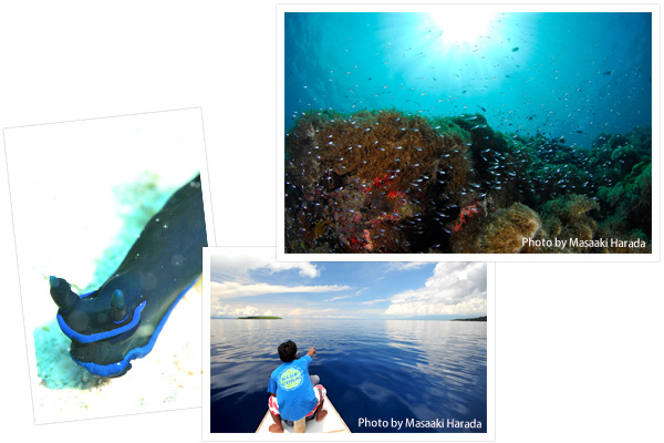 （右上）セブの玄関口、マクタン空港があるマクタン島からボートで1時間足らずで行けるナルスアン島。ハウスリーフは色とりどりの魚が舞うカラフルなサンゴ礁だ（下）鏡のようにベタナギの海をバンカーボートで滑るように移動(左)いろいろな色や形のウミウシがたくさん見つかる！