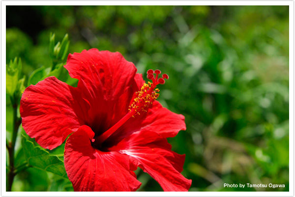沖縄では「アカバナー」と呼ばれるハイビスカスも年中咲き乱れている