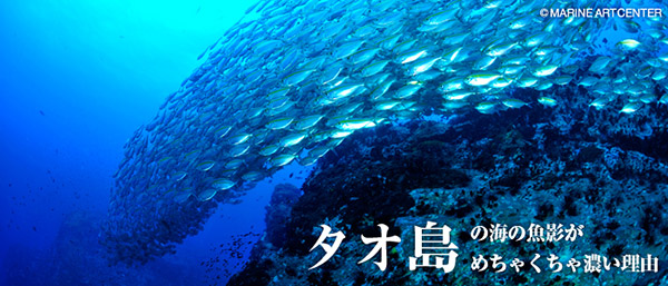 WEB限定特集　タオ島の海の魚影がめちゃくちゃ濃い理由