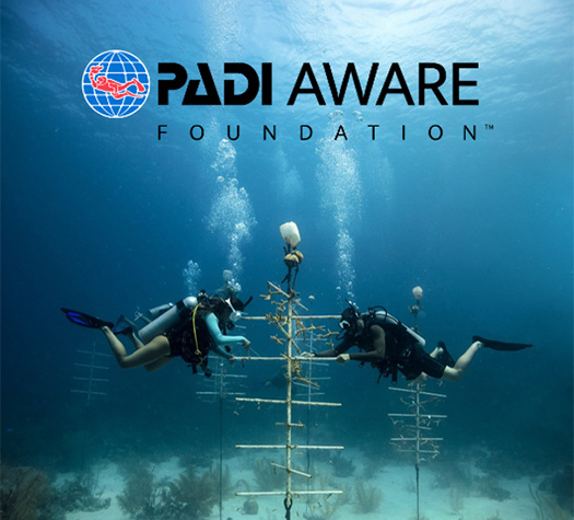 海洋保護に取り組むPADI AWARE財団設立！
