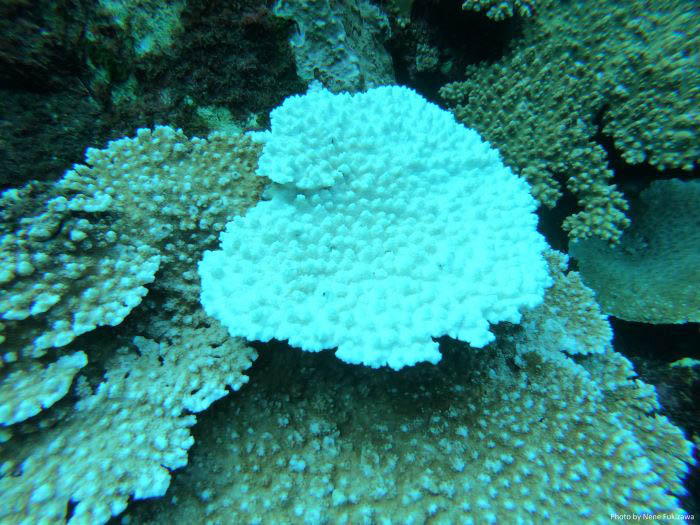 海水温の上昇により白化したサンゴ（写真／蕗澤音々）