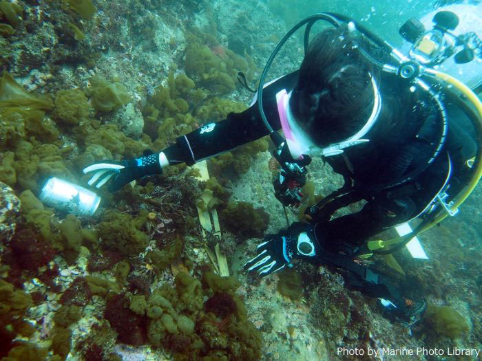 海底清掃の様子。神奈川県・城ヶ島にて（写真／MPL）