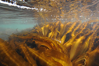増毛の見事な海藻