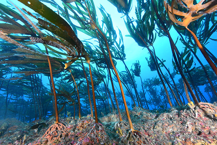 器械根に広がる見事な藻場。まさに海の森のようだ（写真／（株）渋谷潜水工業）