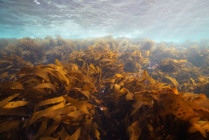 生態系に欠かせない広大な藻場が磯焼けの危機にさらされている！(写真／（株）渋谷潜水工業）