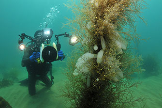 ホンダワラに産み付けられたアオリイカの卵。海藻は生命のゆりかご（写真：渋谷潜水工業）