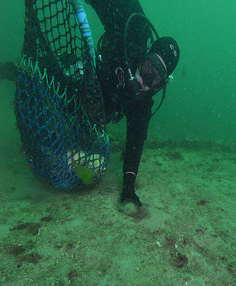 オークニー諸島のホタテ漁。機械を使わず潜水して手で採ることで乱獲を避けていました。（写真／(株)渋谷潜水工業）