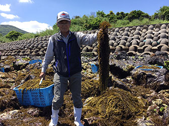 五島市の崎山でヒジキを収穫。