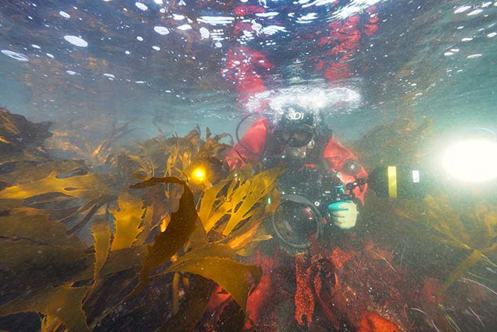 生物や海藻も豊かな銚子の海を潜水調査中の渋谷氏（写真／（株）渋谷潜水工業）